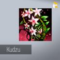 Kudzu - Guild Wars 2 EU & US All Servers - fast & safe