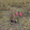 ⭐️[EU/NA] Columbine x100 / 1 unit = 200 items⭐️