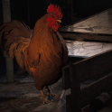 Scrappy the Rooster Level 1-5 Workshop Upgrade Required Resources WorkBench Bench All Materials Station Material Bundles