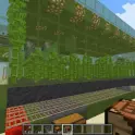 Cheap Starter Bamboo-Farm