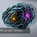 Mid-Grade Harvest - full set with omega