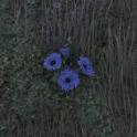 ⭐️[EU/NA] Corn Flower x500 / 1 unit = 500 items ⭐️