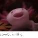 AxolotlThe1st - avatar
