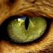 lioneye - avatar