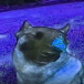 BlueOrangutan - avatar