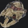 Plan Bear Arm + Mods 3in1 - image