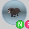 Otter NR - image