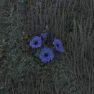 ⭐️[EU/NA] Corn Flower x500 / 1 unit = 500 items ⭐️ - image