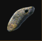 Blacksmith's Whetstone - [PC] Merceneries Softcore - Instant Delivery - image