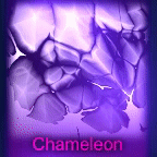 Chameleon